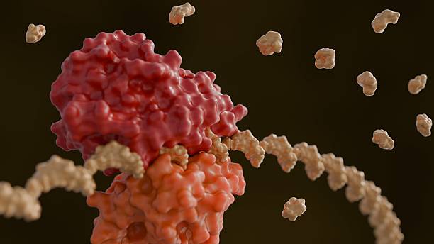 istock A 3d rendering of Ribosome 2237069467