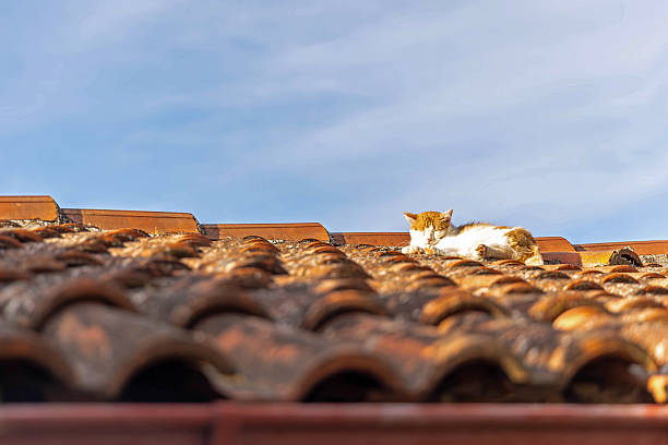Cat Sleeping Peacefully on Tiled Rooftop in Sunlight. A relaxed cat naps on a warm terracotta tiled roof under the afternoon sun, with clear blue sky in the background