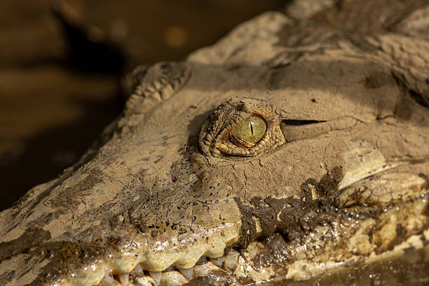 istock Spectacled caiman watching from water, camouflaged predator eye peeking out 2237069925