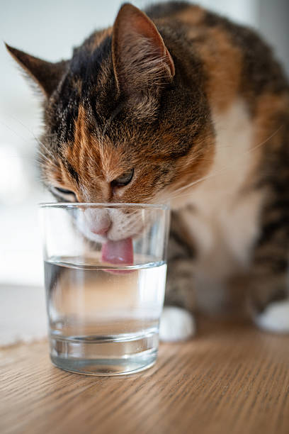 istock Curious calico cat drinking and lapping water from glass on table at home. Pet behavior and habits. 2237069998