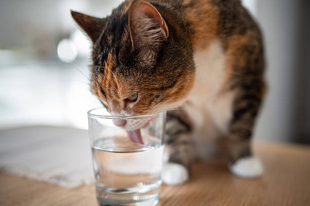 istock Curious calico cat drinking and lapping water from glass on table at home. Pet behavior and habits. 2237070227