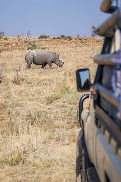 istock White Rhinoceros Viewed From Vehicle 2237070356