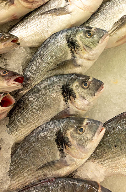 Fresh gilthead sea bream on ice at market
