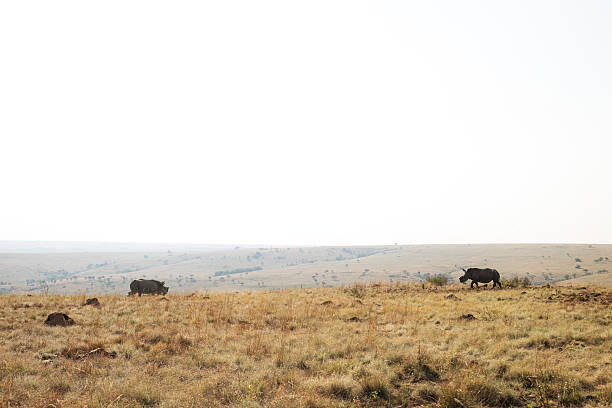 Shot of rhinos in their natural habitathttp://195.154.178.81/DATA/i_collage/pi/shoots/806412.jpg