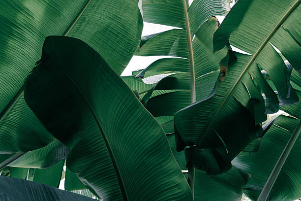 istock tropical banana leaf, green nature background 2237071727