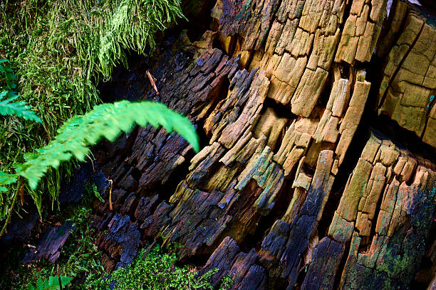 Sun rays hit the tree stump at the bottom of the forest