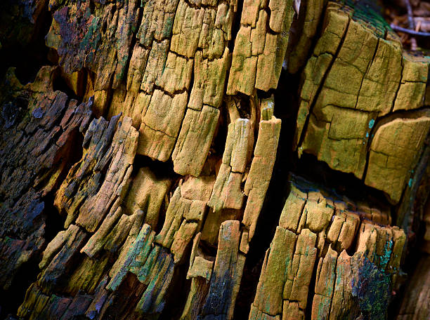 Sun rays hit the tree stump at the bottom of the forest