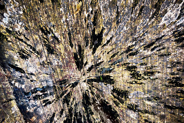 Time has colored the tree stump in patterns radiating from the center of the tree.