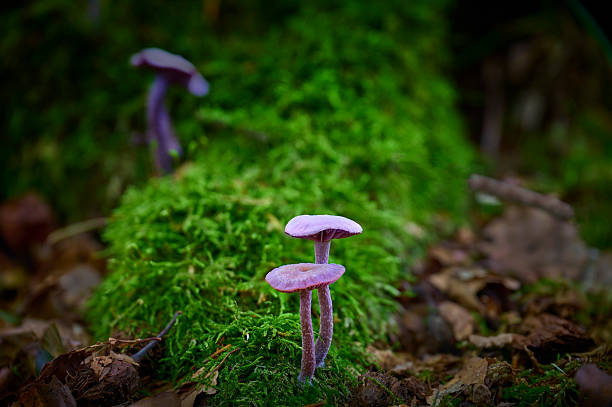 Close-up of purple mushroom