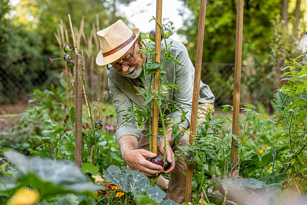 istock Senior man picking tomatoes in his garden on a sunny day 2237073359