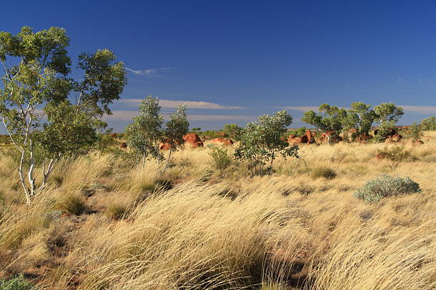 the pebbles kunjarra by tennent creek
