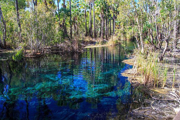 istock Bitter Springs the thermal springs pool 2237075885