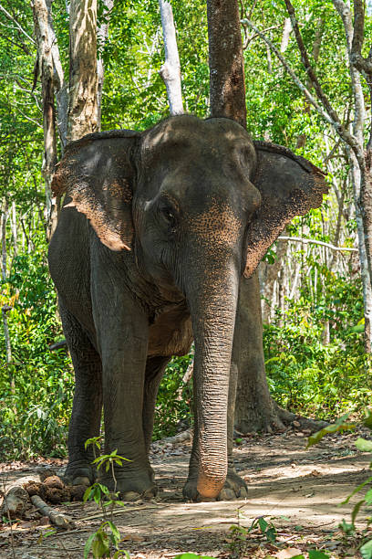 istock Elephant enjoying retirement in a rescue sanctuary in Phuket 2237076412