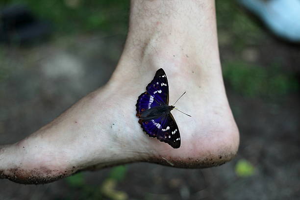 istock A Colorful Butterfly Gracefully Perched on a Bare Foot in Natures Splendor 2237077627