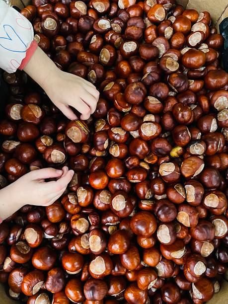 Hands Gently Sifting Through Chestnuts Found in a Box Full of Nuts