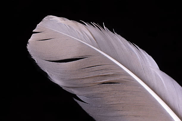 istock Feather closeup showing softness and lightness in nature 2237079632