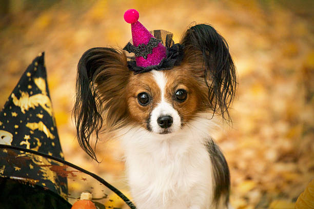 Tricolor papillon dog in a witch hat, against a background of golden leaves. Halloween photo shoot. Dog costume
