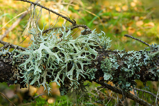 Icelandic moss (Cetraria islandica) on a twig