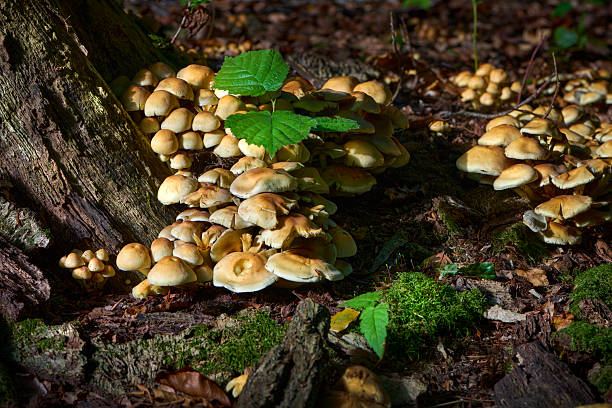 Forest floor with fungus around an old tree stump