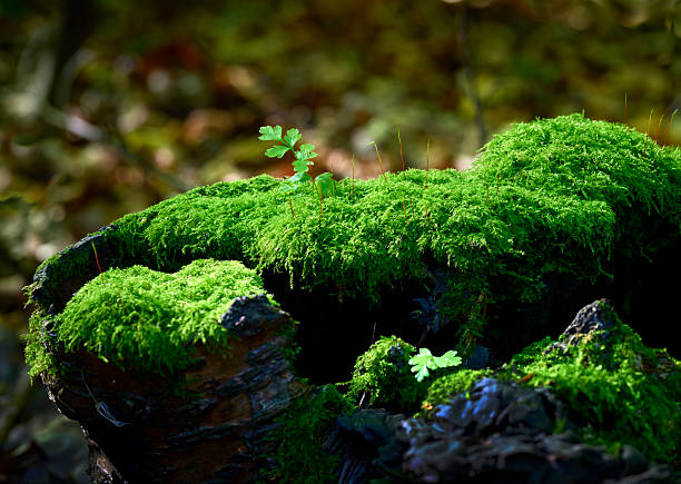 Forest floor with vibrant green moss