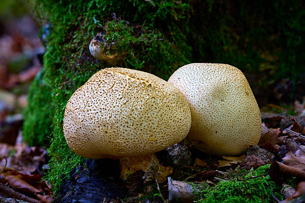 Round yellow mushroom growing between dry beech tree leaves (Scleroderma citrinum))