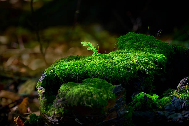 Forest floor with vibrant green moss