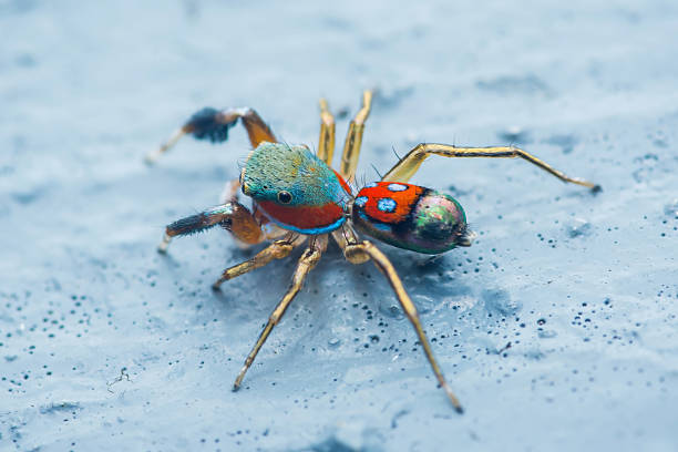 istock Colorful jumping spider displaying vibrant red and blue markings 2237086889