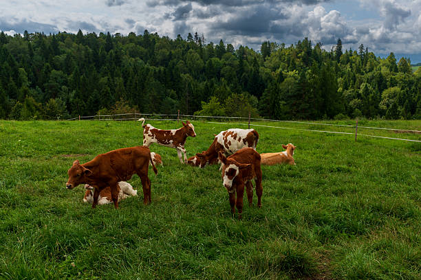 A group of young calves rests and grazes on a lush green pasture near the forest, enjoying the fresh summer grass. The scene captures the essence of rural life, traditional farming, and the peaceful beauty of Poland’s countryside with livestock and nature in harmony.