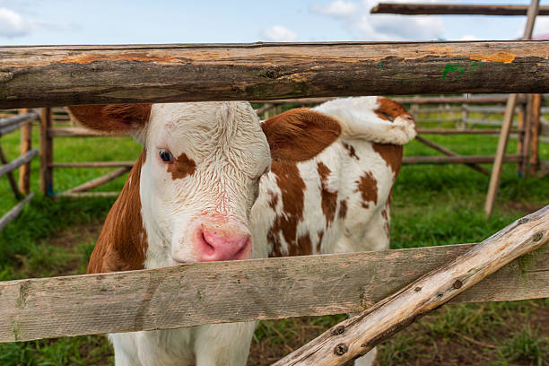 A close-up of a young calf with white and brown fur peeking curiously through a rustic wooden fence. The image highlights the innocence of farm animals, the charm of traditional agriculture, and the authentic atmosphere of countryside farming in Poland.