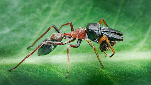 istock Ant-mimic jumping spider catching prey on green leaf 2237086948