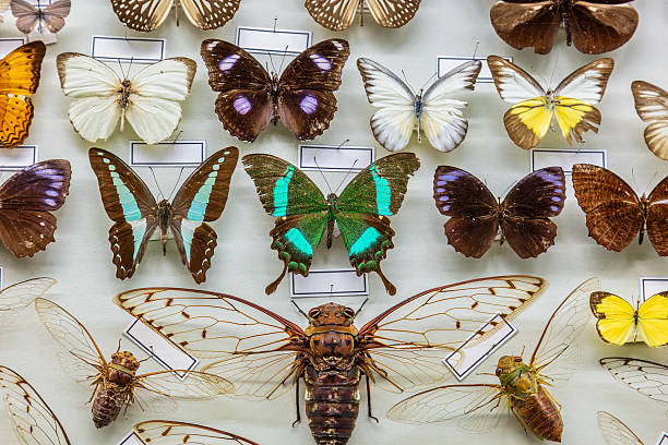 istock Different wildlife butterflies mounted in a cabinet 2237088119
