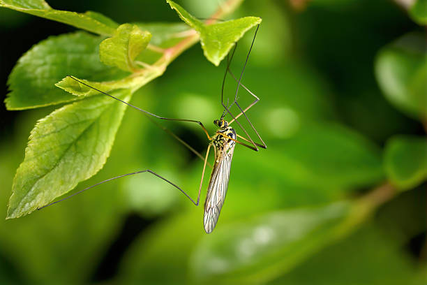 Spotted Crane Fly (Nephrotoma appendiculata) hanging on light green leaves in a bush in spring - Baden-Württemberg, Germany