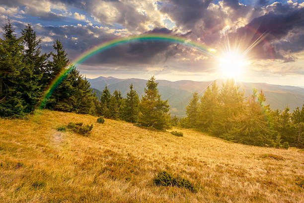 istock fir trees on a meadow down the hill to coniferous forest in mountains at sunset 2237088512