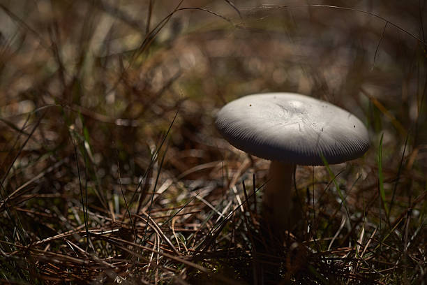 White mushroom subtly illuminated by sunlight on a dark forest floor