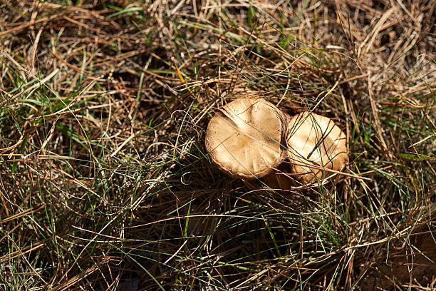 Two mushrooms growing among green grass and dry pine needles on the ground
