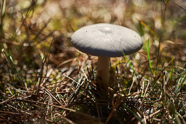 Mushroom growing on forest ground among grass and pine needles
