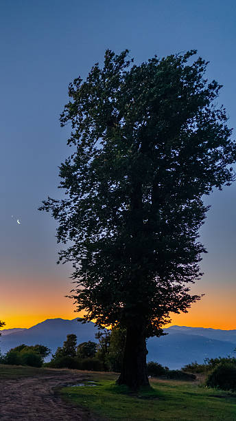 istock Lone tree at dusk in Talesh, Guilan, Iran 2237090450