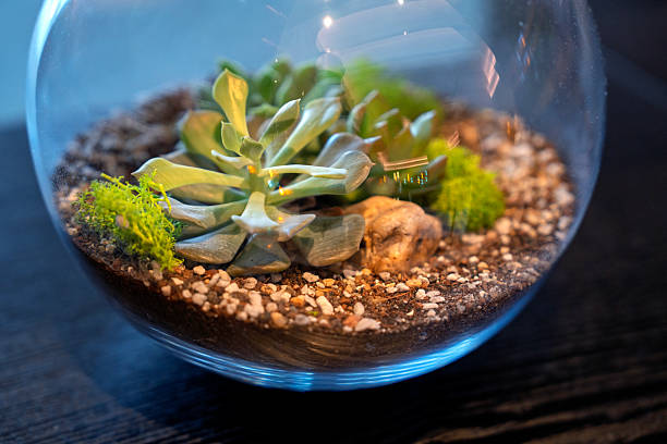 Close-up of a succulent terrarium in a glass bowl with soil, pebbles, and moss, placed on a table as modern home decoration.