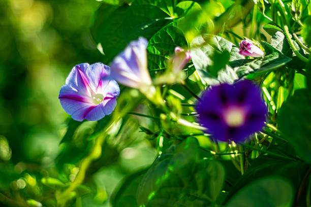 Common violets (Viola Odorata) flowers in bloom in the garden close up. Selective focus and macro detail of a beautiful purple spring flower. Spring concept.
