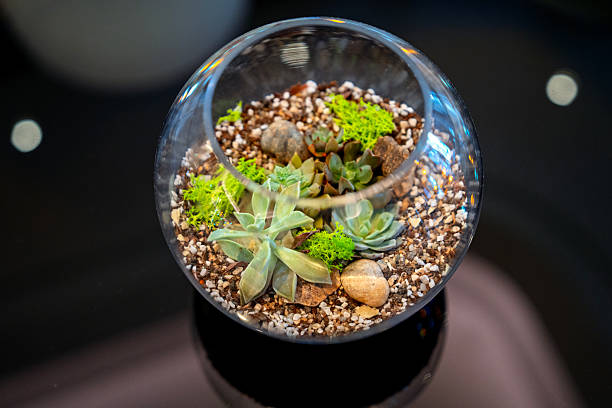 Close-up of a succulent terrarium in a glass bowl with soil, pebbles, and moss, placed on a table as modern home decoration.