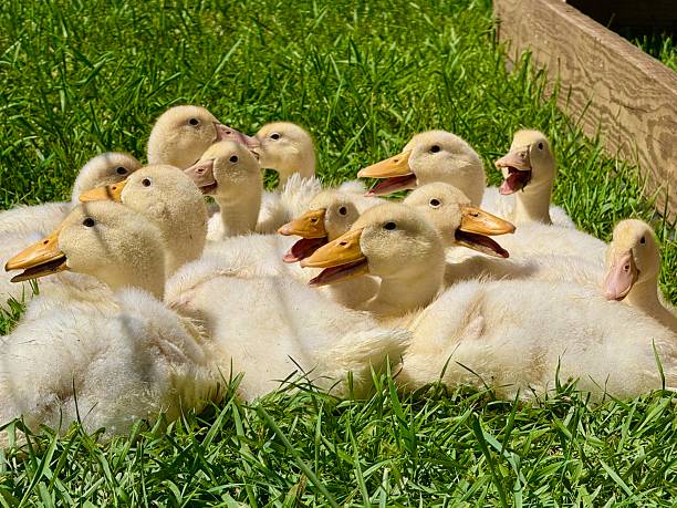 istock Closeup image of ducklings 2237093557