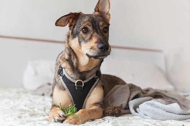 istock Dog lying on a bed next to a broken plant in a home setting 2237093838
