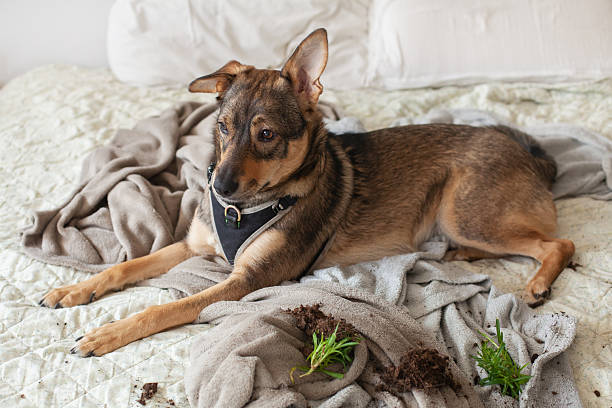 istock Pet dog causes a mess on the bed after digging in the plant soil 2237093839