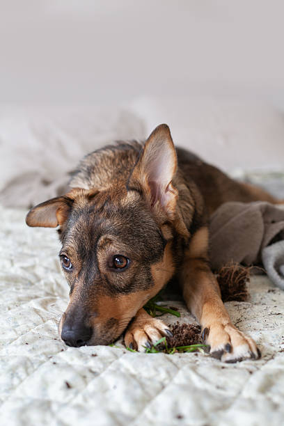 istock Pet dog lying on a bed after breaking a plant and making a mess with soil 2237093840