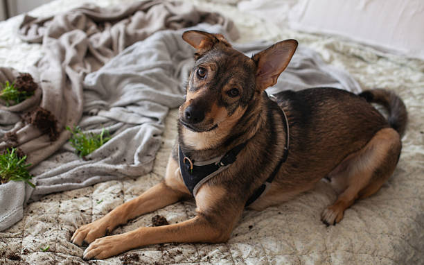 Mischievous pet causes mess on bed with broken plant after playful adventure indoors