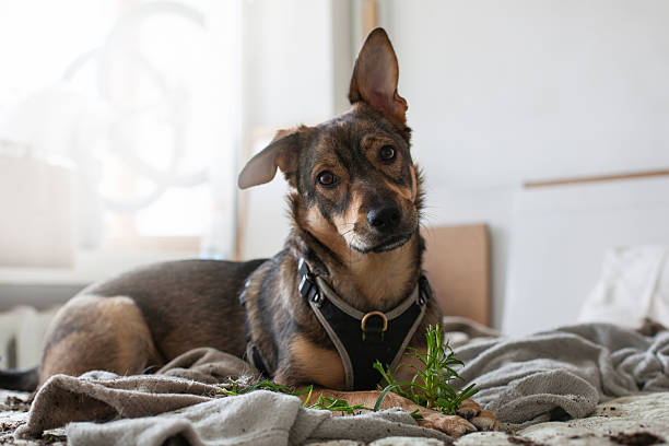 istock Mischievous pet dog causes plant disaster in cozy home setting 2237093850