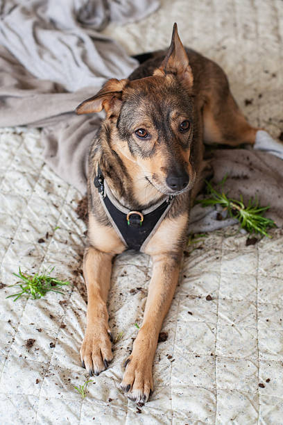 istock Dog plays on bed and makes a mess with soil and plants during indoor exploration 2237093851