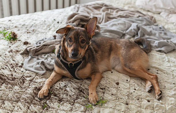 istock Pet dog makes a mess on the bed with soil from a broken plant during playful behavior 2237093859
