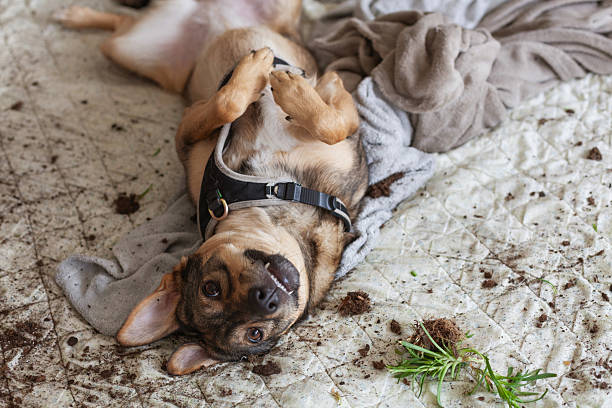 istock Mischievous dog plays in soil and disrupts plant in cozy home environment 2237093861