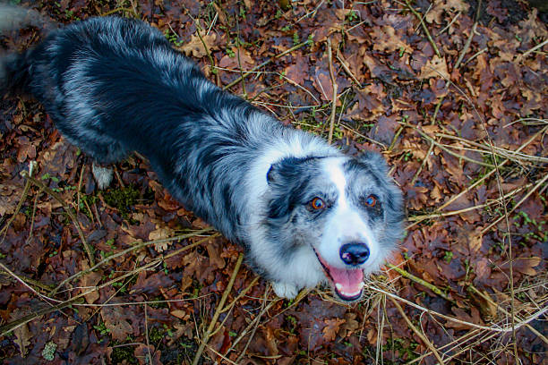 A young blue merle border collie looking up at her owner and wagging her tail.